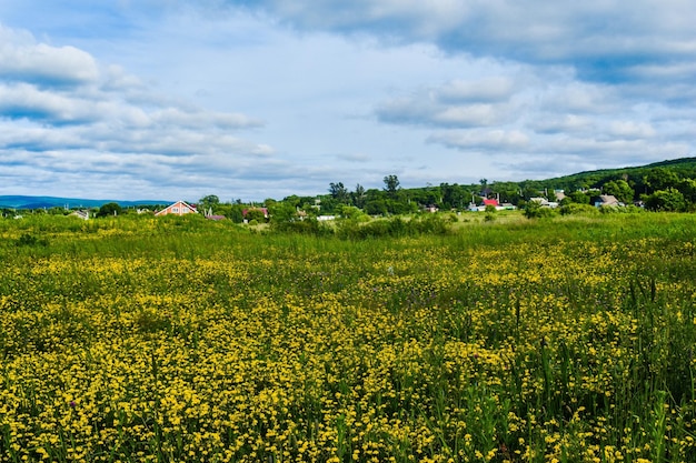 夏の日に黄色い花と緑のフィールド
