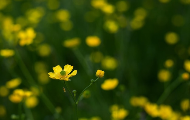 黄色い花と緑のフィールド