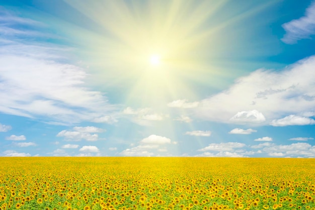 Зеленое поле с желтыми подсолнухами под голубым небом с солнечными облаками
