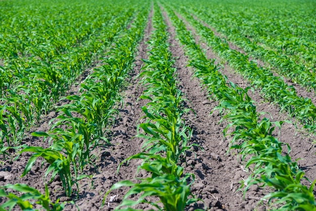 Green field with young corn at day light.