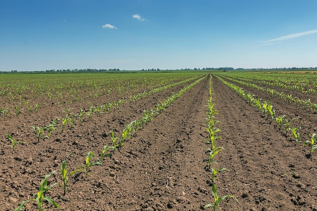 Green field with young corn. Rows Green Corn Field.