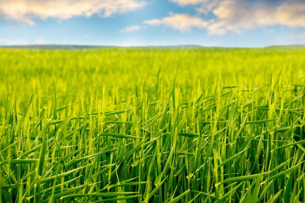 Green field with young wheat