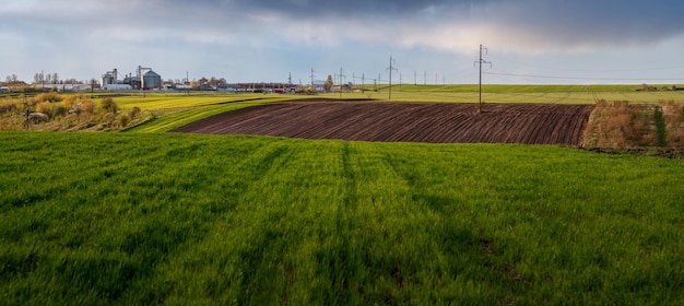 Зеленое поле молодых побегов пшеницы и элеваторов с хозяйственными постройками на горизонте