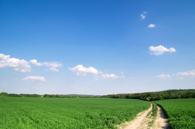 Green field