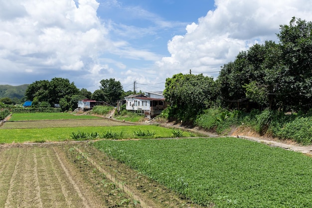 Green field