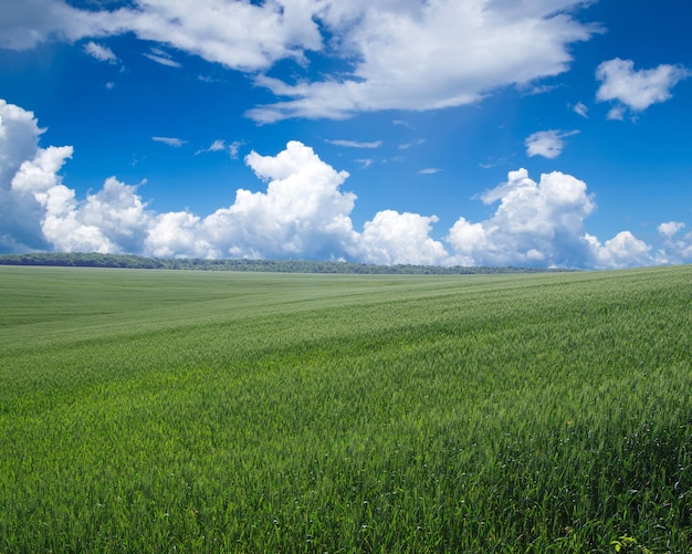 Green field