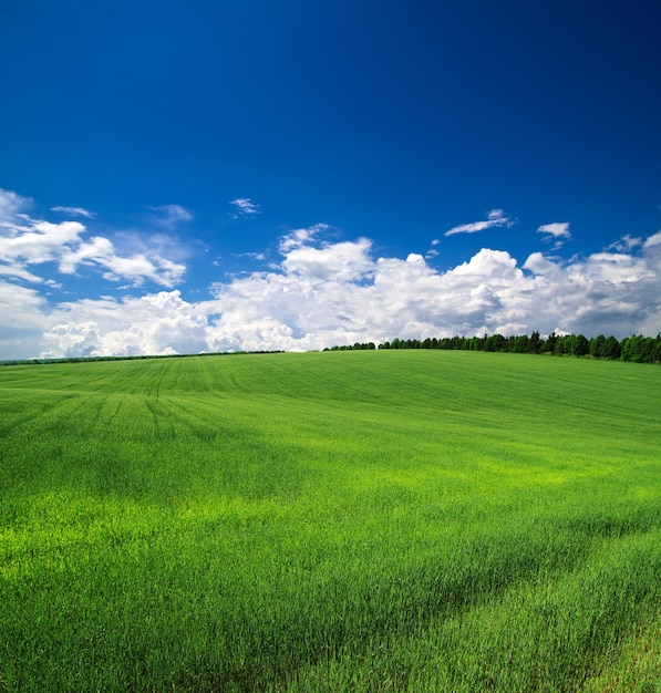 Photo green field