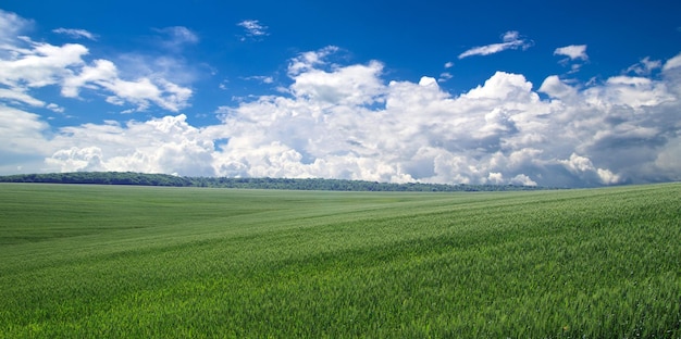 Green field