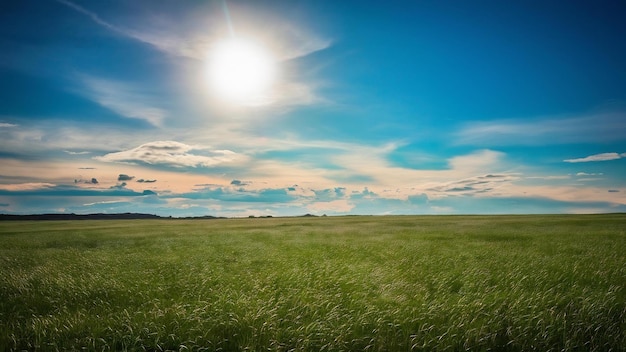 Green fieldblue sky and sun