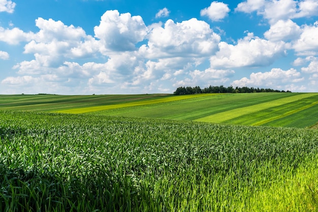 Green fields of crop in rural countryside at sunny summer day