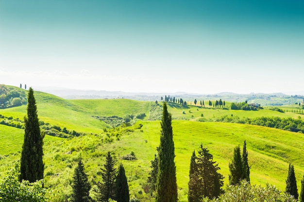 イタリア、トスカーナの緑の野原とヒノキの木。夏の風景