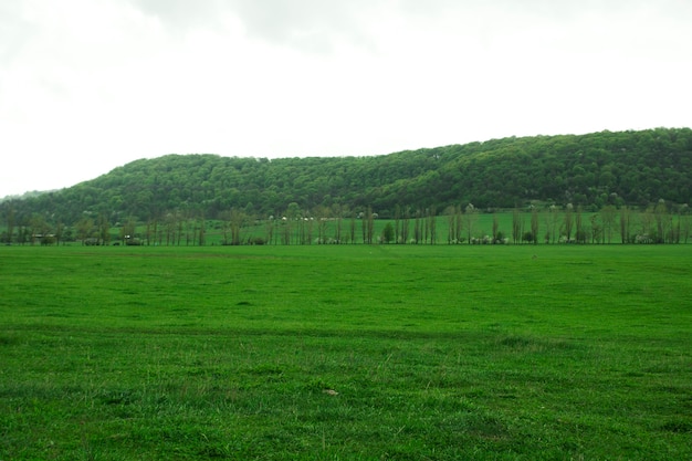 Green fields and forest on a hill during the day