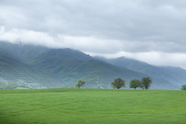 Green fields and forest on a hill during the day