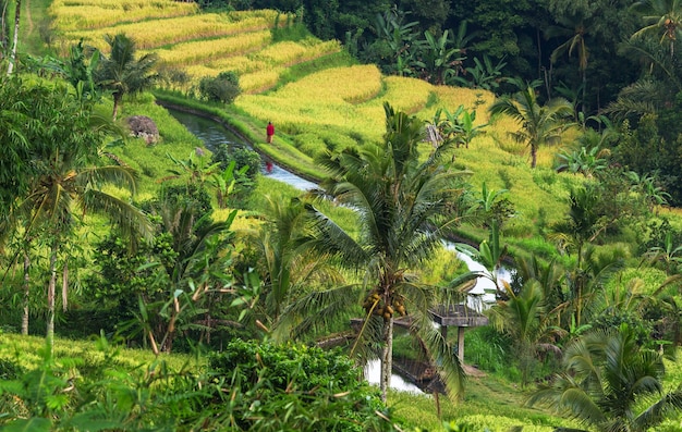 Зеленые поля в Индонезии. Тропические пейзажи.