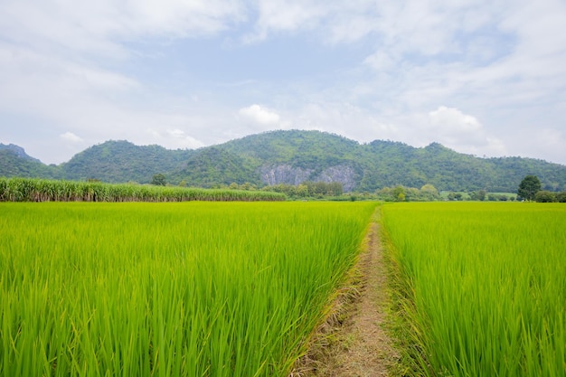 Green fields and mountains