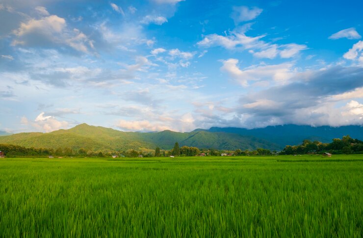 Photo 梅雨の緑の野原と青空の美しい自然の風景