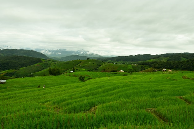 雨季の緑の野原。