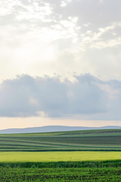 Green Fields on Small Hills Countryside White Clouds at Sunset Time