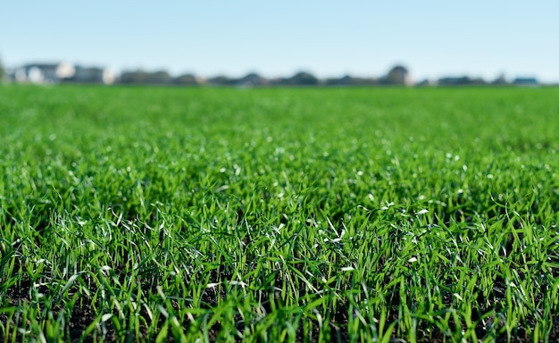 Green fields in spring. Young shoots of crops. Spring first shoots, shallow depth of field.