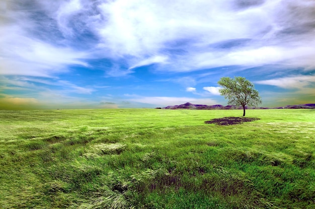 Green fields and tree