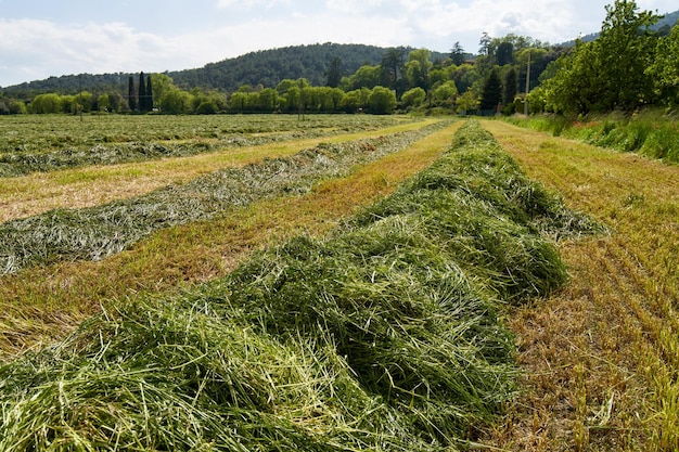 Green fields with grass and hay cut ready to be harvested