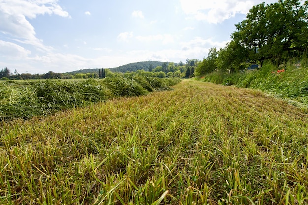 Green fields with grass and hay cut ready to be harvested