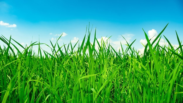 green fields with sky