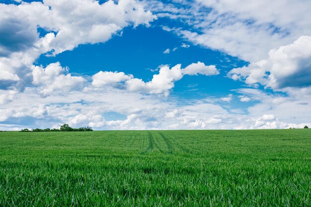 Green fields of young wheat on a spring