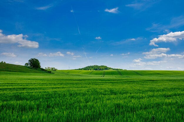 Green fields of young wheat on a spring