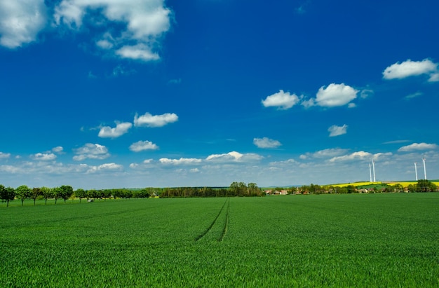 Green fields of young wheat on a spring