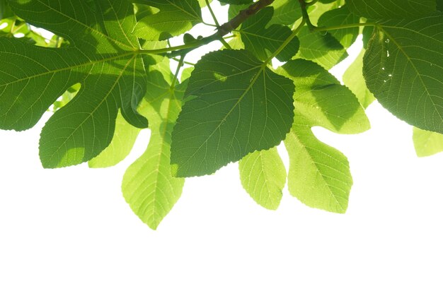 Foglie di fico verde con ramo isolato su sfondo bianco.