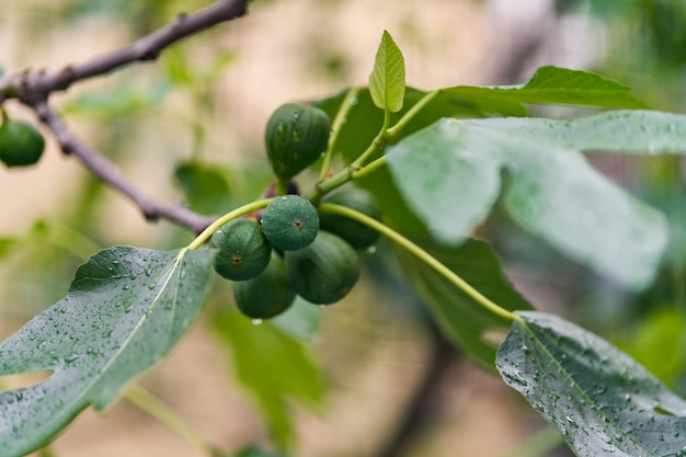 Green figs fruit hanging on the branch of a fig tree ficus carica