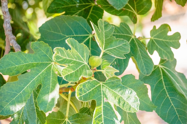 Green figs on the tree in a sunny dayFig tree Ripe fig fruits on tree branchGreen figs in a sunny dayGrowing fig fruit