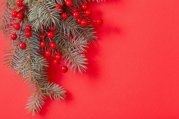 Green fir branches on red christmas background