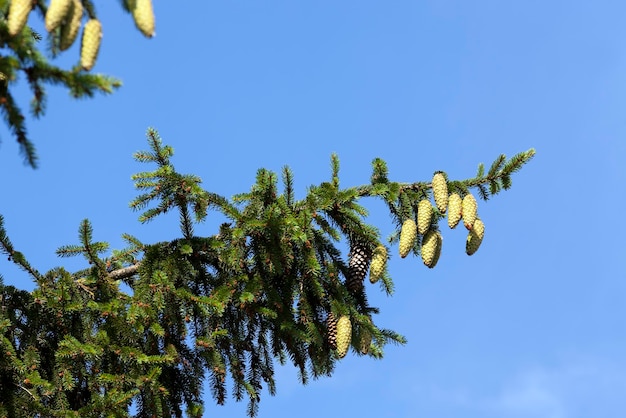 Зеленые еловые шишки на дереве или в солнечную погоду красивые длинные зеленые рождественские шишки