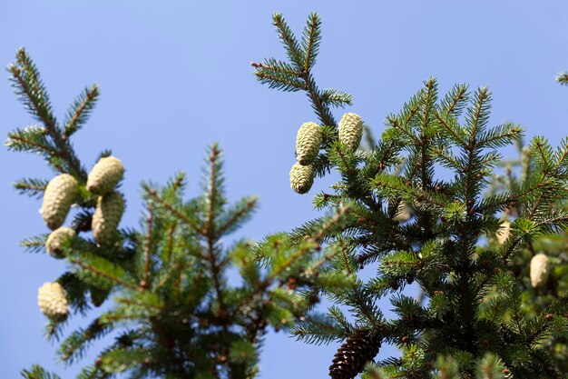 Green fir cones on a tree or in sunny weather