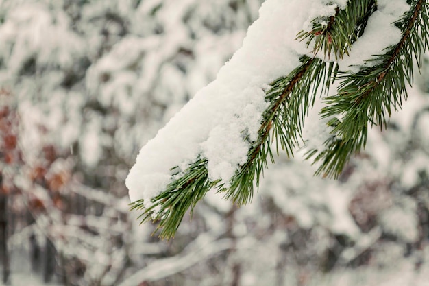 Green fir strewn with thick snow