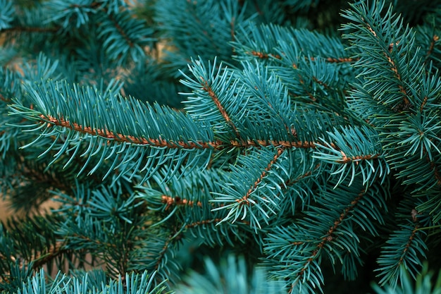 Green fir tree branch. Fir coniferous background. Christmas mockup.