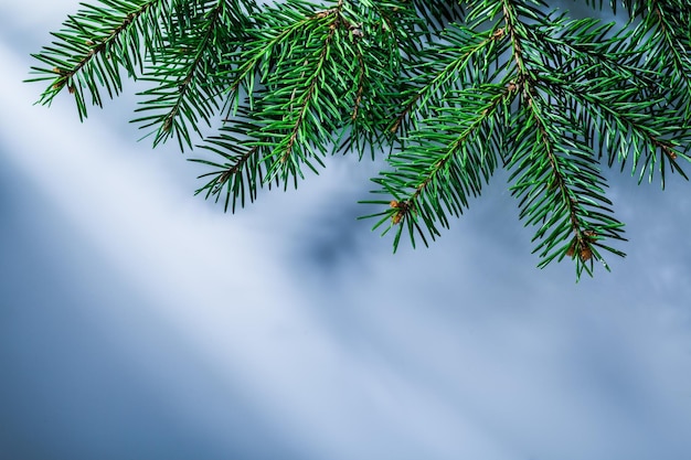 Green fir tree branch on white background