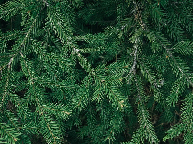 Green fir tree texture / leaf texture background / Copy space