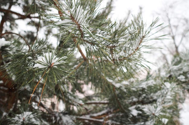 白い背景の上の雪の緑のモミの木