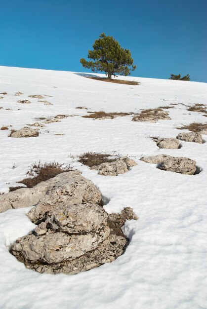 Green fir trees in the snowy mountains.