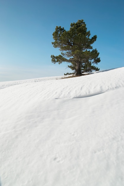 雪山の緑のモミの木。