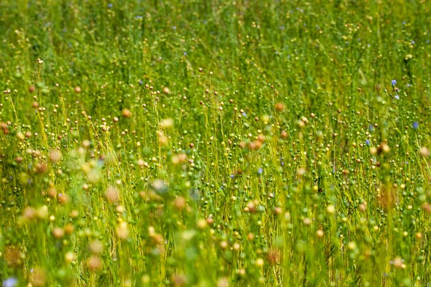 Green flax ready for harvesting