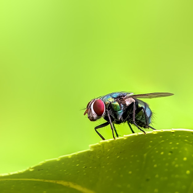 Green flies on blur background