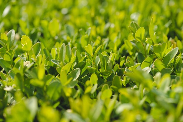 green floral background boxwood plant