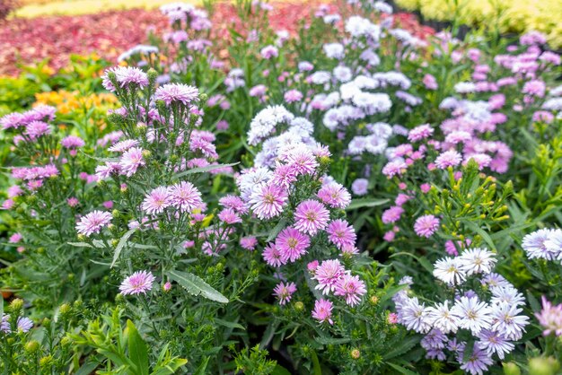 緑の花の背景