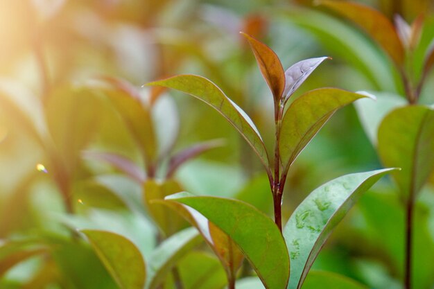 庭の緑の花植物、自然の中で植物