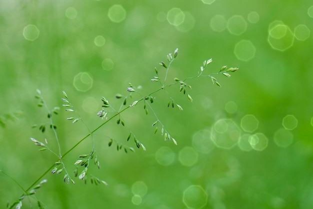        green flower plant in the garden in summer, green background                        