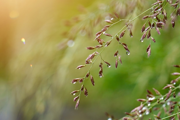 夏の自然の中で緑の花植物